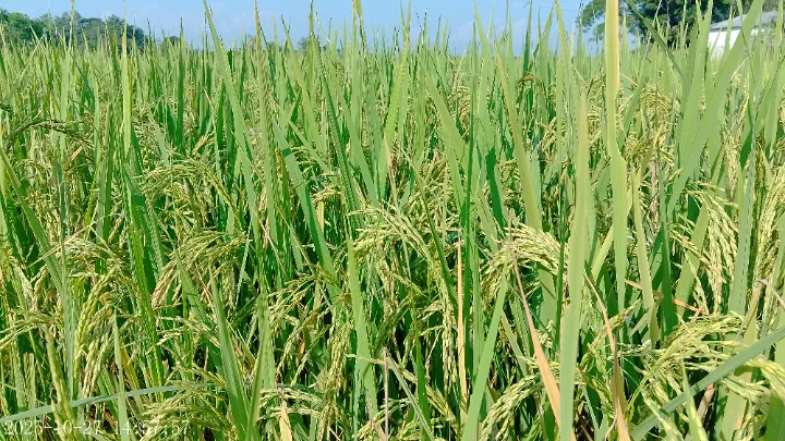 নভেম্বর থেকে বিশ্বনাথে আমন কর্তন শুরু হবে